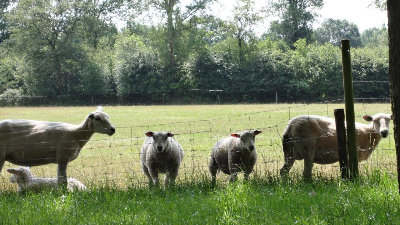 Landhotel Diever Bagian luar foto